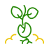germination